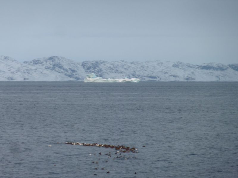 2012-01-20-1437_-_ederfugl