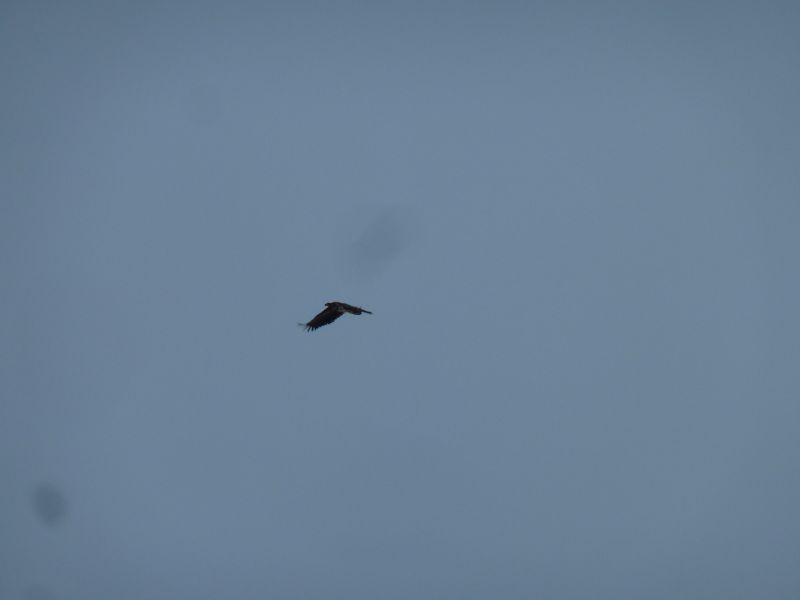 2012-01-27-1351_-_havoern