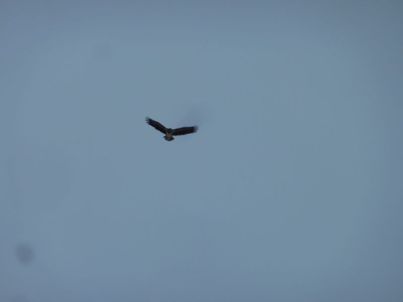 2012-01-27-1351_-_havoern_2