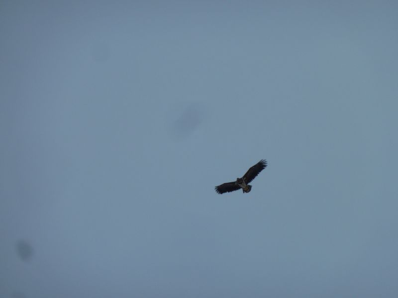 2012-01-27-1351_-_havoern_3