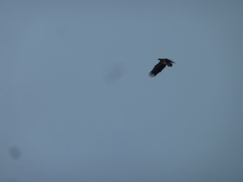 2012-01-27-1352_-_havoern