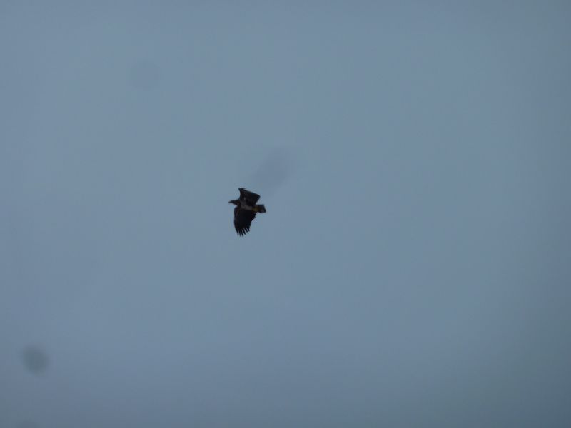 2012-01-27-1352_-_havoern_2