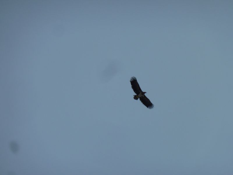2012-01-27-1352_-_havoern_3