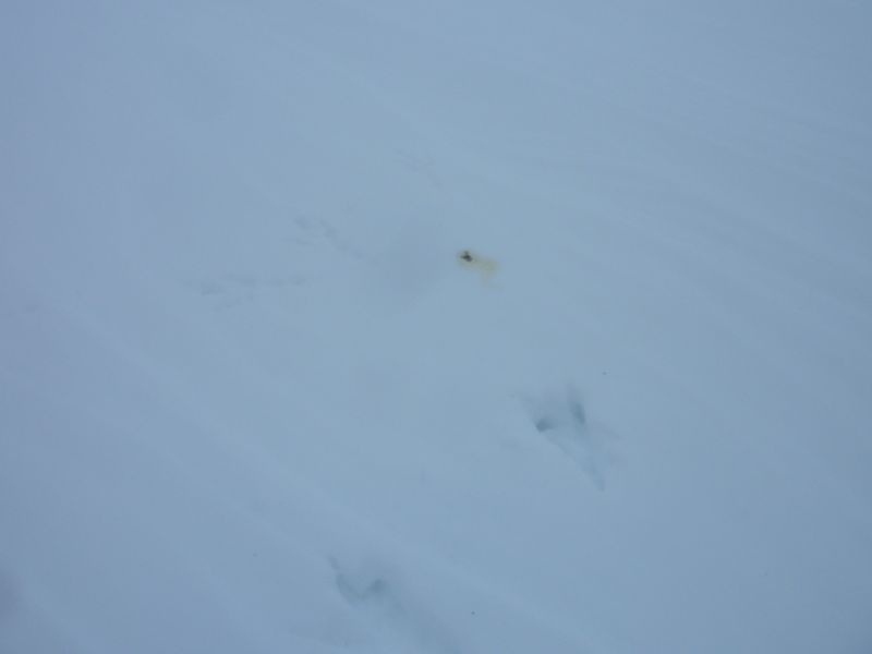 2012-01-27-1414_-_spor