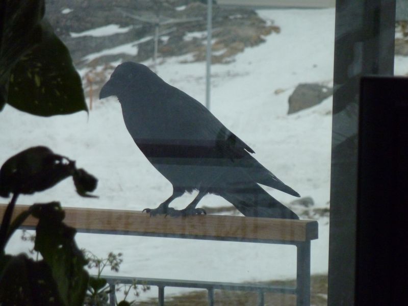 2012-01-27-1502_-_ravn