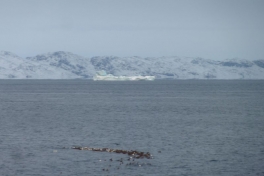 2012-01-20-1437_-_ederfugl