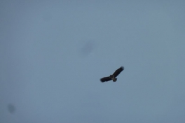 2012-01-27-1351_-_havoern_3