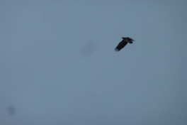 2012-01-27-1352_-_havoern