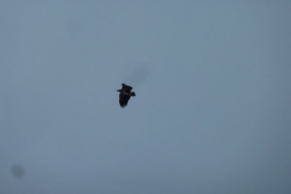 2012-01-27-1352_-_havoern_2