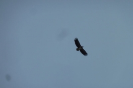 2012-01-27-1352_-_havoern_3