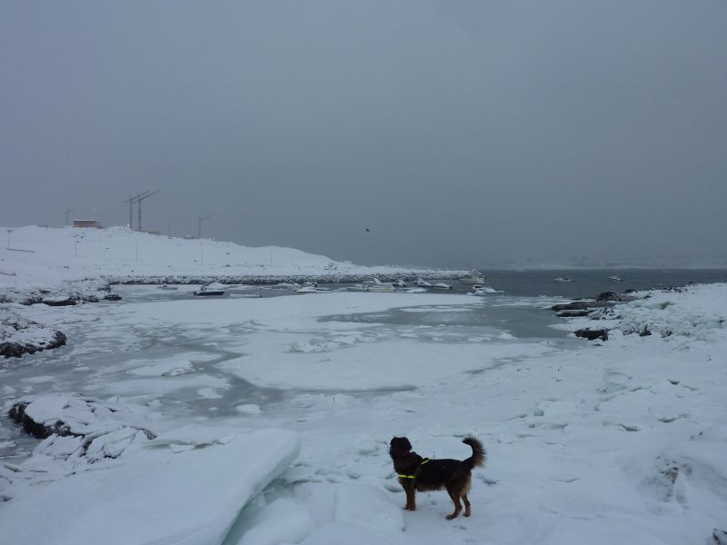 2012-02-09-1253_-_djanco_havis