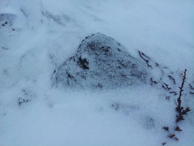2012-02-21-1358_-_vegetation