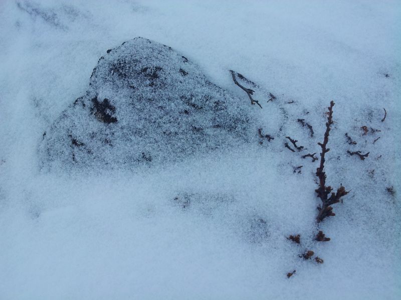 2012-02-21-1358_-_vegetation_2
