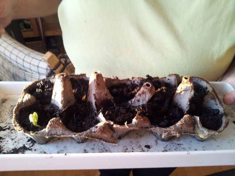 2012-03-01-1705_-_agurkeplante