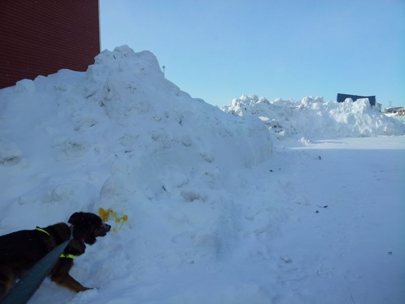 2012-03-02-1407_-_djanco_pupik_sne