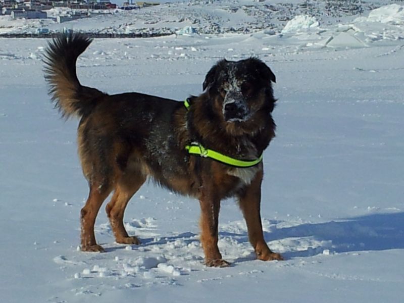 2012-03-06-1303_-_djanco_nyis