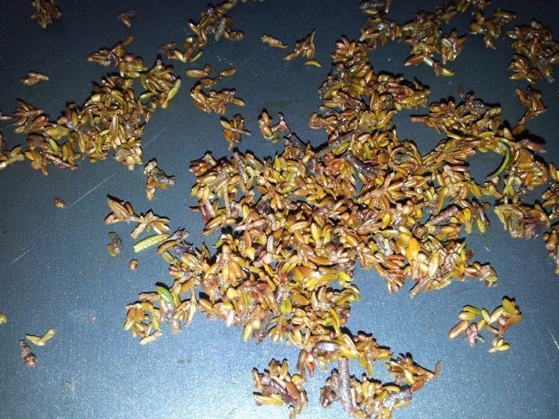 2012-03-09-1209_-_rypekraas_3