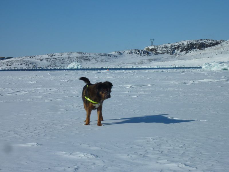 2012-03-15-1443_-_djanco_nyis