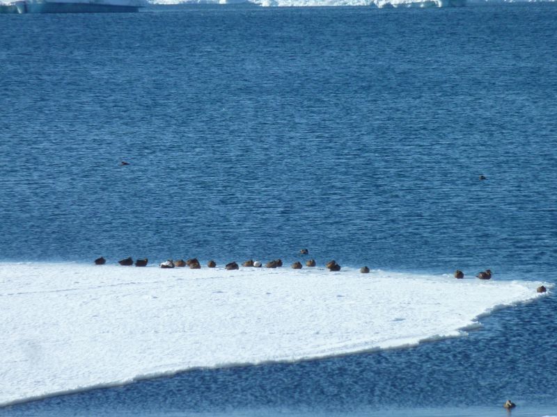 2012-03-15-1445_-_ederfugl_nyis