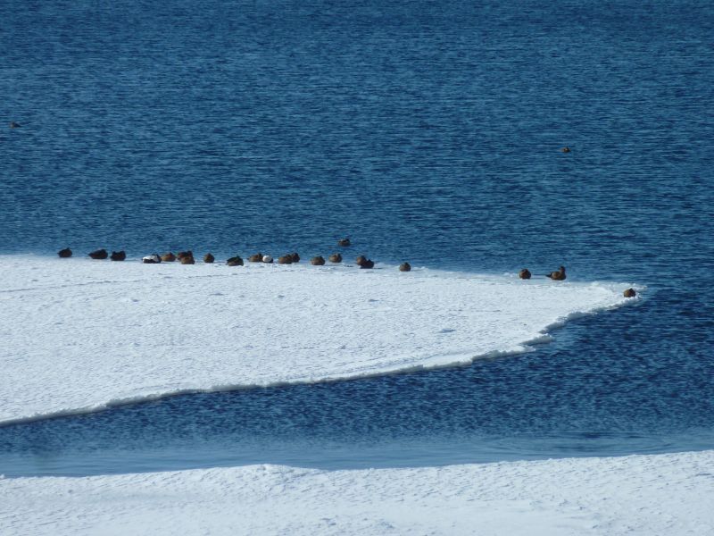 2012-03-15-1445_-_ederfugl_nyis_2