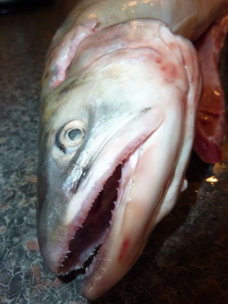 2012-03-27-1856_-_oerred