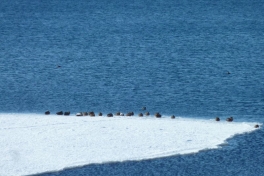 2012-03-15-1445_-_ederfugl_nyis
