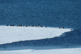 2012-03-15-1445_-_ederfugl_nyis_2