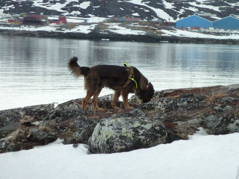 2012-04-03-1147_-_djanco