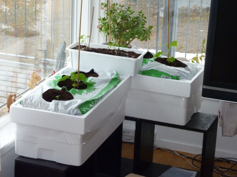 2012-04-07-0924_-_agurkeplante_chiliplante_tomatplante