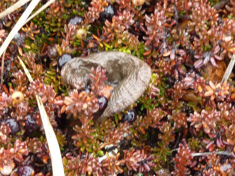 2012-04-07-1329_-_svamp_vegetation