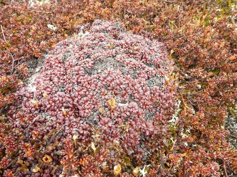 2012-04-07-1401_-_vegetation