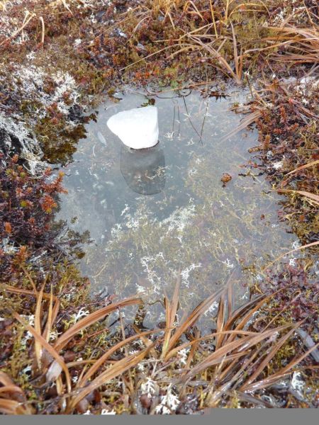 2012-04-07-1406_-_vegetation