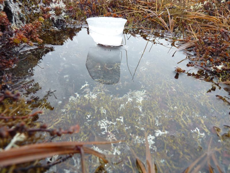 2012-04-07-1406_-_vegetation_2