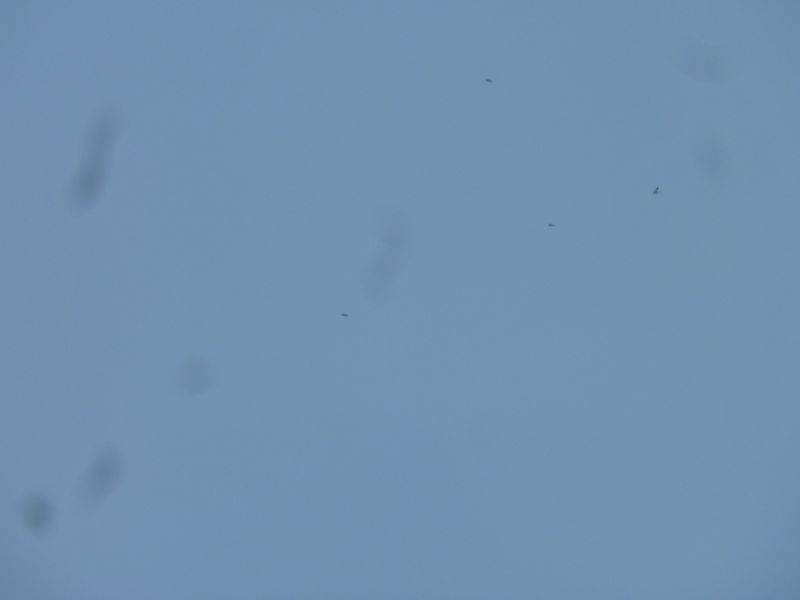 2012-04-13-1235_-_snespurv