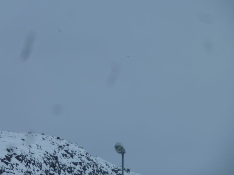 2012-04-13-1235_-_snespurv_2