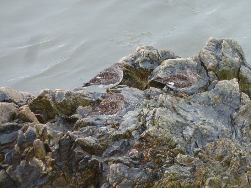 2012-04-27-1200_-_ryle