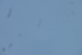 2012-04-13-1235_-_snespurv