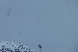 2012-04-13-1235_-_snespurv_2