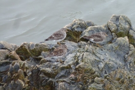 2012-04-27-1200_-_ryle