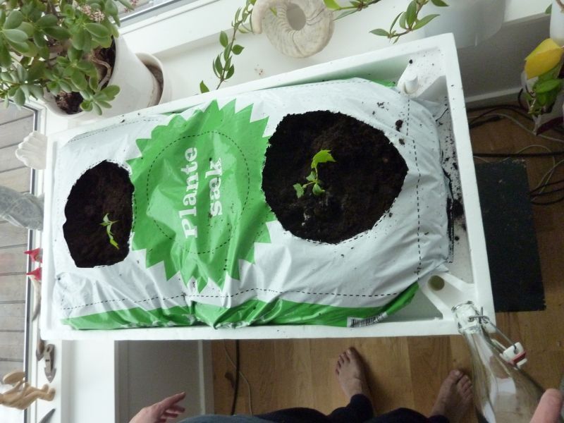 2012-03-26-1621_-_agurkeplante