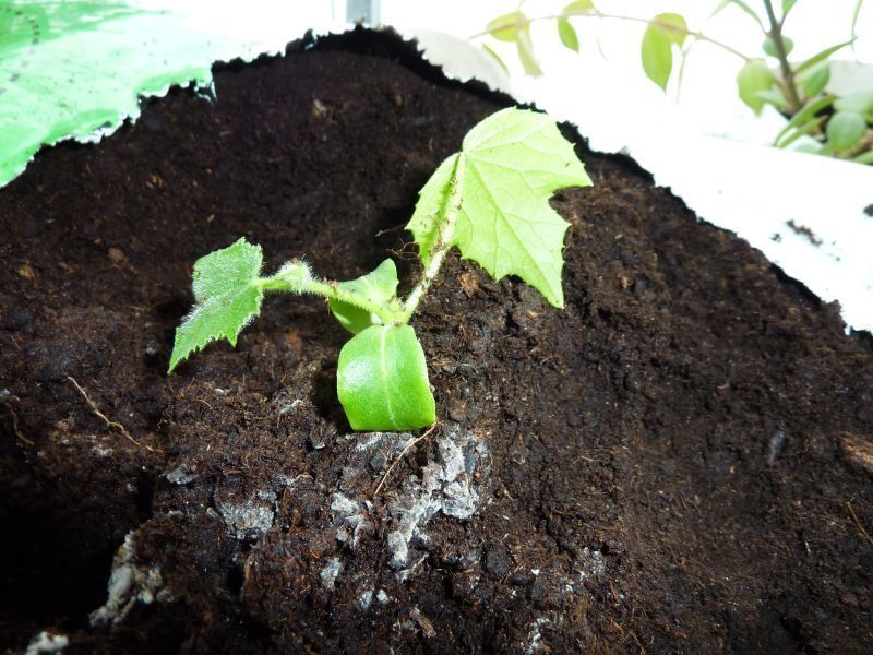 2012-03-26-1621_-_agurkeplante_2