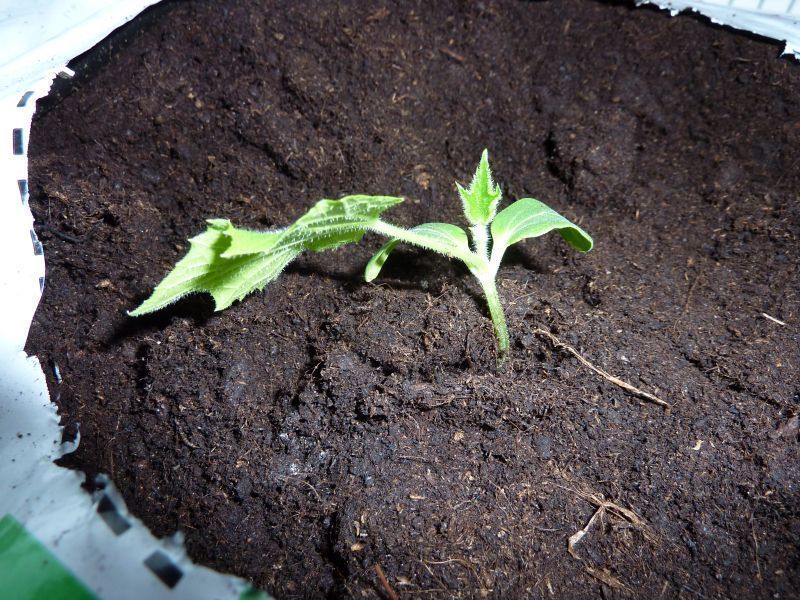 2012-03-26-1621_-_agurkeplante_3