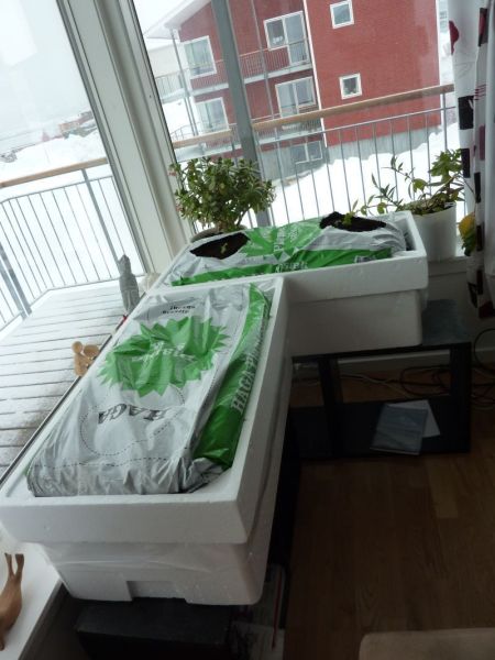 2012-03-26-1751_-_agurkeplante