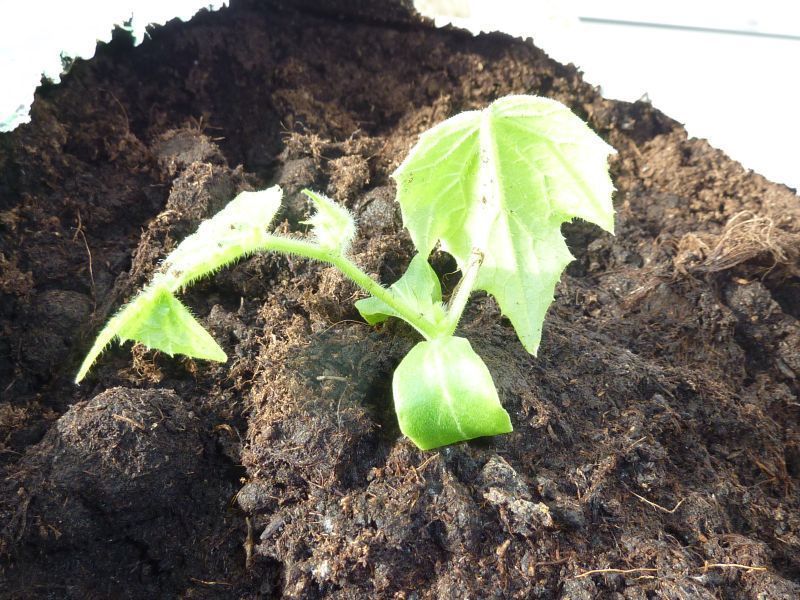 2012-03-28-1404_-_agurkeplante