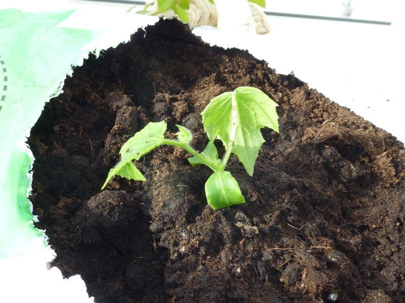 2012-03-28-1404_-_agurkeplante_2