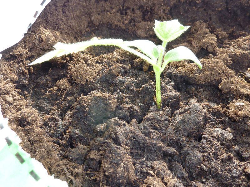 2012-03-28-1404_-_agurkeplante_3