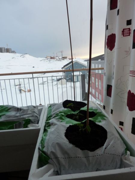 2012-03-28-1930_-_agurkeplante_chiliplante
