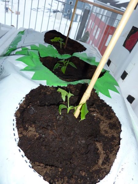 2012-03-28-1930_-_agurkeplante_chiliplante_2