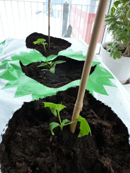 2012-03-29-1034_-_agurkeplante_chiliplante