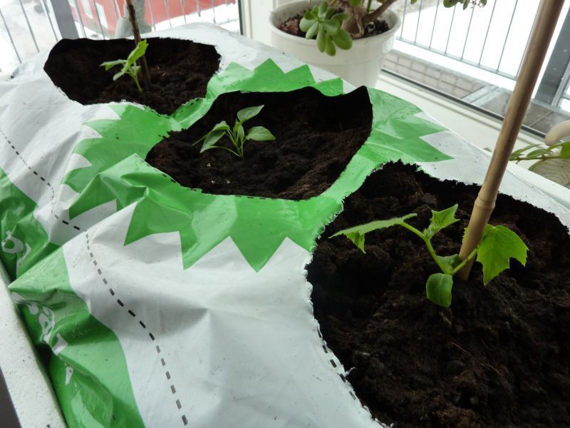 2012-03-30-1622_-_agurkeplante_chiliplante